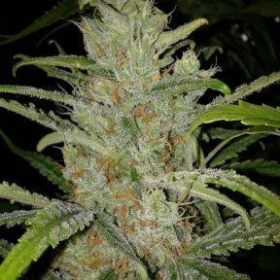 White Grapefruit - FEMALE SEEDS | TanieSianie.pl