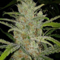 White Grapefruit - FEMALE SEEDS