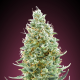 Amnesia Fast - ADVANCED SEEDS | TanieSianie.pl