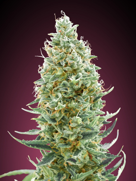 Amnesia Fast - ADVANCED SEEDS | TanieSianie.pl