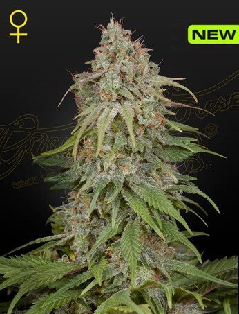 GH Amnesia - GREEN HOUSE SEEDS | TanieSianie.pl