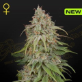 GH Amnesia - GREEN HOUSE SEEDS