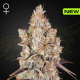 Holy Snow - GREEN HOUSE SEEDS | TanieSianie.pl
