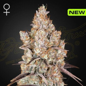 Holy Snow - GREEN HOUSE SEEDS | TanieSianie.pl