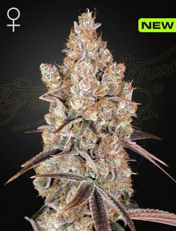 Holy Snow - GREEN HOUSE SEEDS | TanieSianie.pl