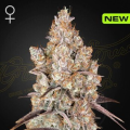 Holy Snow - GREEN HOUSE SEEDS