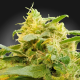 CBDivine - PARADISE SEEDS | TanieSianie.pl