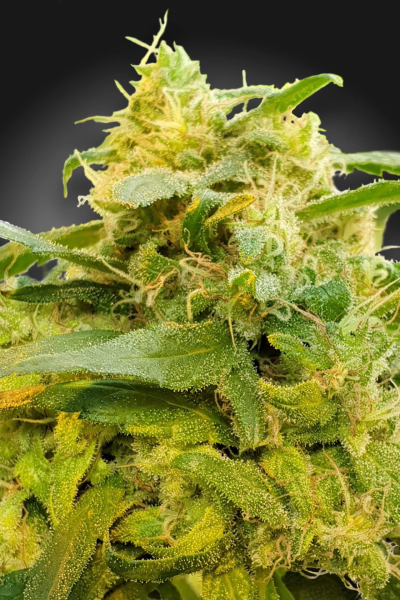 CBDivine - PARADISE SEEDS | TanieSianie.pl