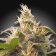 CBDenergy - PARADISE SEEDS | TanieSianie.pl