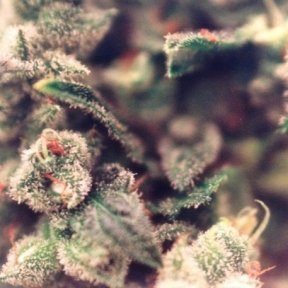 Sweet Soul - FEMALE SEEDS | TanieSianie.pl