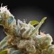 CBDrelax - PARADISE SEEDS | TanieSianie.pl