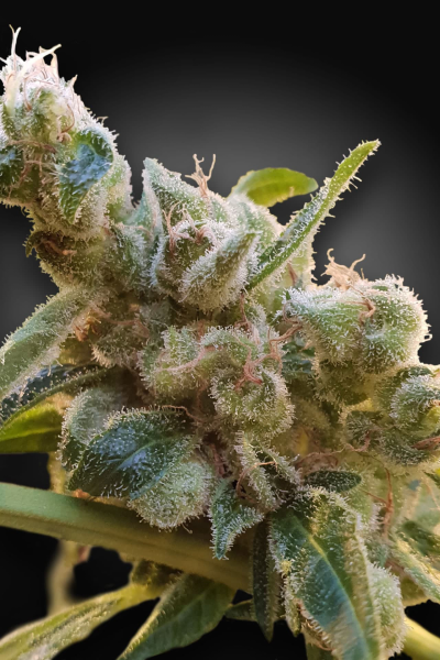 CBDrelax - PARADISE SEEDS | TanieSianie.pl