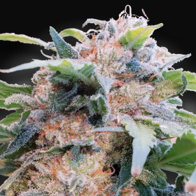 CBDream - PARADISE SEEDS | TanieSianie.pl