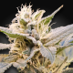 CBDelight - PARADISE SEEDS | TanieSianie.pl