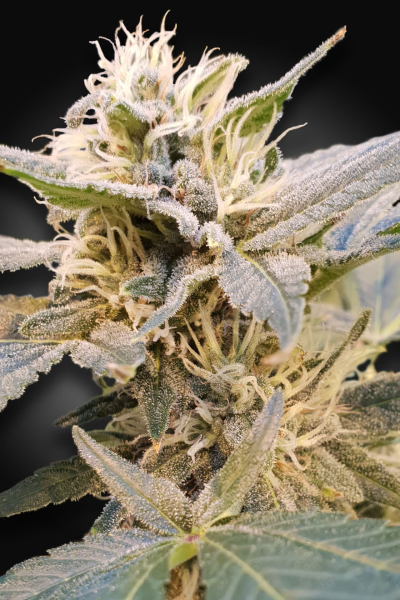 CBDelight - PARADISE SEEDS | TanieSianie.pl