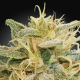 CBDrelief - PARADISE SEEDS | TanieSianie.pl
