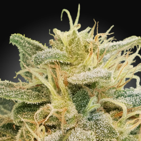 CBDrelief - PARADISE SEEDS | TanieSianie.pl