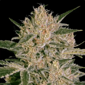 Nebula II CBD - PARADISE SEEDS | TanieSianie.pl