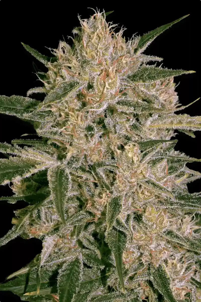 Nebula II CBD - PARADISE SEEDS | TanieSianie.pl