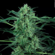 Nebula II CBD - PARADISE SEEDS | TanieSianie.pl