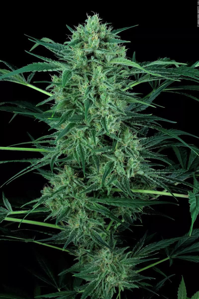 Nebula II CBD - PARADISE SEEDS | TanieSianie.pl
