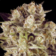 Durga Mata II CBD - PARADISE SEEDS | TanieSianie.pl