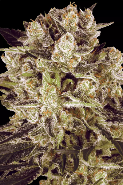Durga Mata II CBD - PARADISE SEEDS | TanieSianie.pl