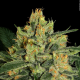 Durga Mata II CBD - PARADISE SEEDS | TanieSianie.pl