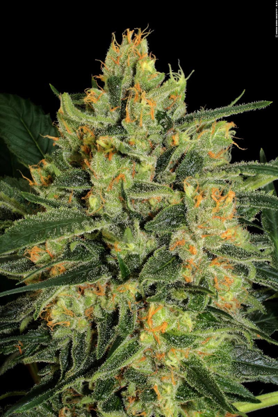 Durga Mata II CBD - PARADISE SEEDS | TanieSianie.pl