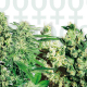 FEMINIZED MIX - SENSI SEEDS | TanieSianie.pl