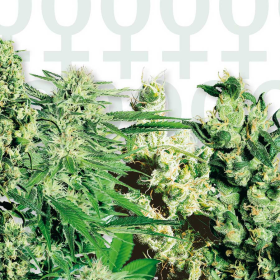 FEMINIZED MIX - SENSI SEEDS | TanieSianie.pl