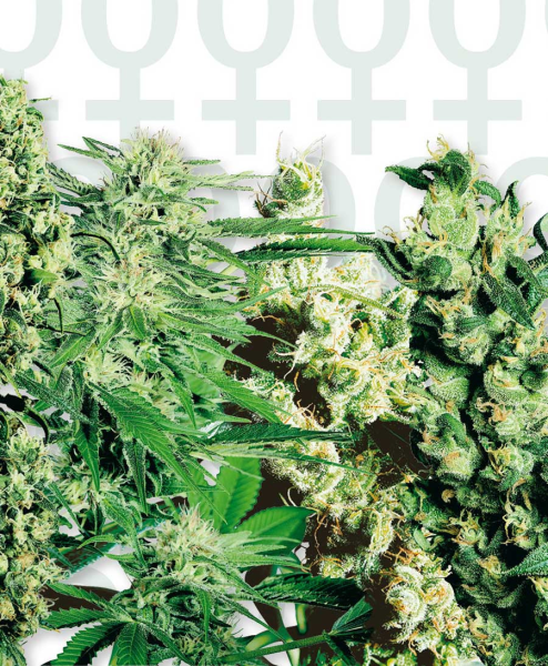 FEMINIZED MIX - SENSI SEEDS | TanieSianie.pl