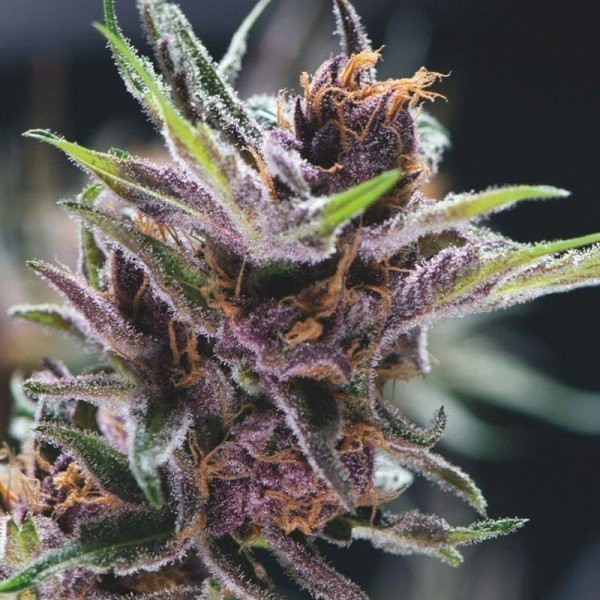 Black Cherry Punch - PYRAMID SEEDS | TanieSianie.pl