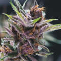 Black Cherry Punch - PYRAMID SEEDS