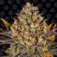Banana Punch - BARNEY'S FARM | TanieSianie.pl