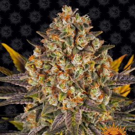 Banana Punch - BARNEY'S FARM | TanieSianie.pl