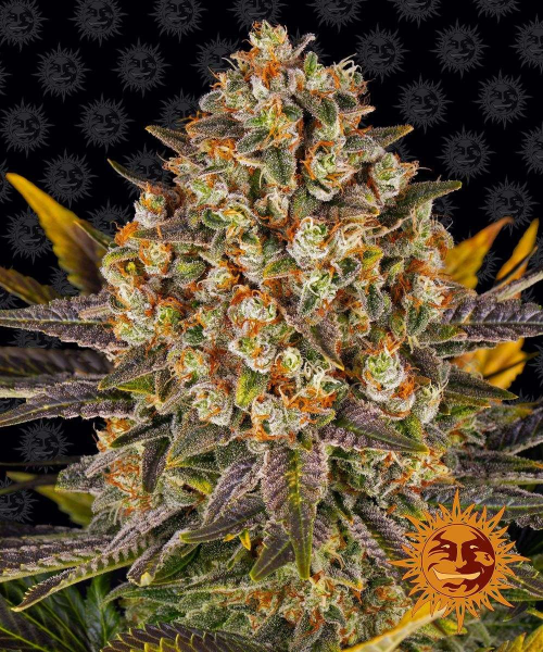Banana Punch - BARNEY'S FARM | TanieSianie.pl