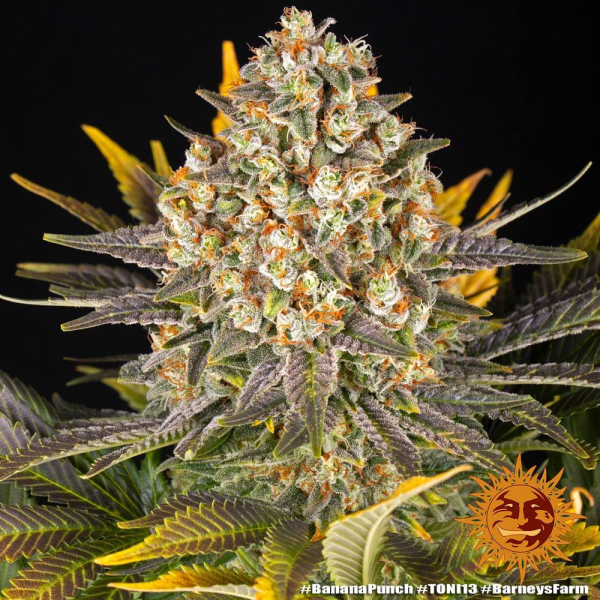 Banana Punch - BARNEY'S FARM | TanieSianie.pl