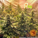 Banana Punch - BARNEY'S FARM | TanieSianie.pl