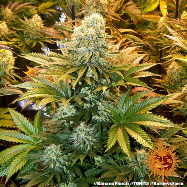 Banana Punch - BARNEY'S FARM | TanieSianie.pl