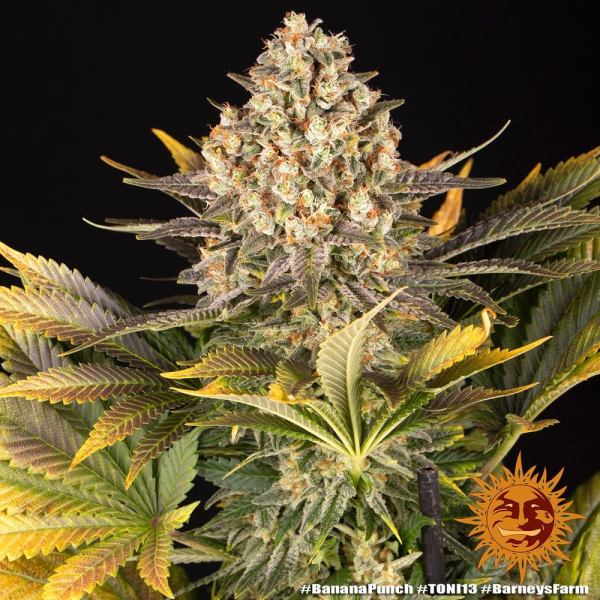 Banana Punch - BARNEY'S FARM | TanieSianie.pl