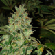 JACK FLASH #5 - SENSI SEEDS | TanieSianie.pl