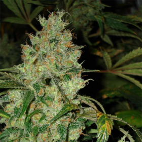 JACK FLASH #5 - SENSI SEEDS | TanieSianie.pl