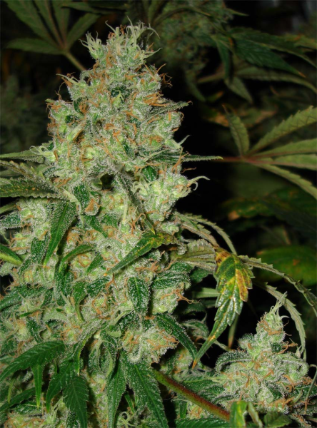JACK FLASH #5 - SENSI SEEDS | TanieSianie.pl