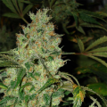 JACK FLASH #5 - SENSI SEEDS