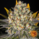 Banana Punch - BARNEY'S FARM | TanieSianie.pl