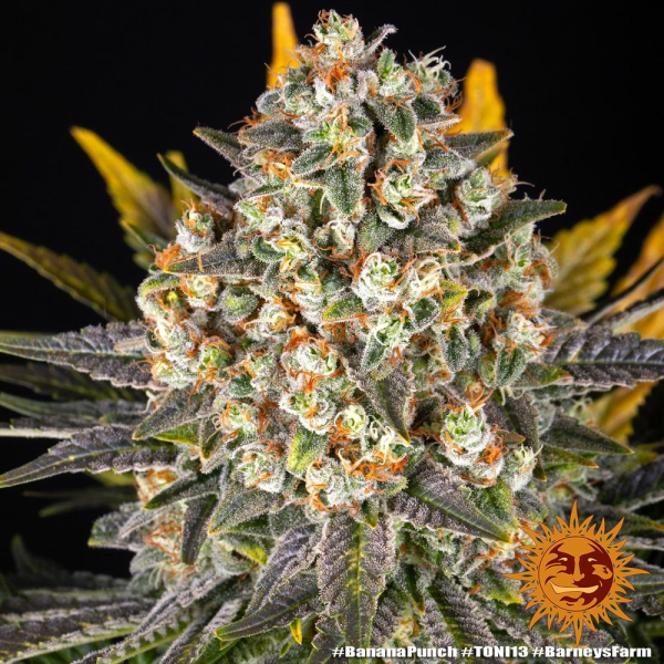 Banana Punch - BARNEY'S FARM | TanieSianie.pl