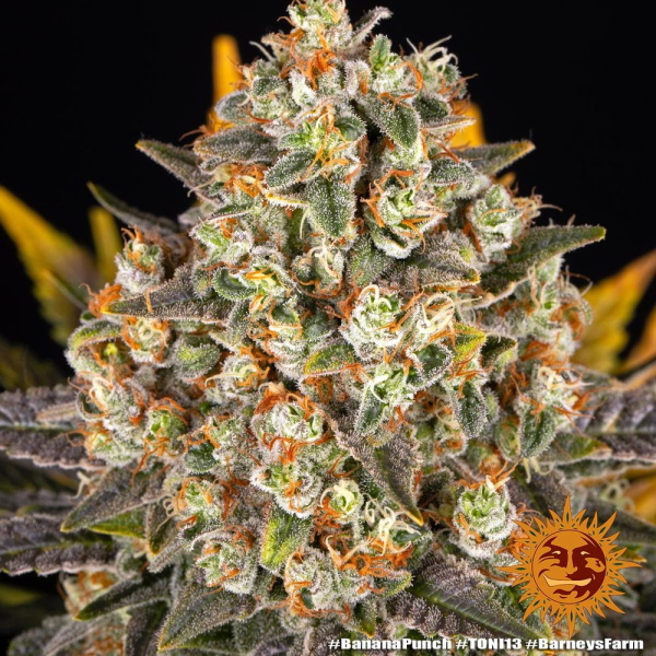 Banana Punch - BARNEY'S FARM | TanieSianie.pl