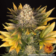Banana Punch - BARNEY'S FARM | TanieSianie.pl