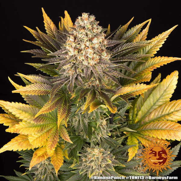 Banana Punch - BARNEY'S FARM | TanieSianie.pl